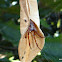 Leaf Curling Spider