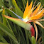 Bird of Paradise