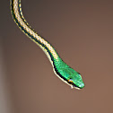 Mexican Parrot Snake