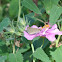 Eufala Skipper