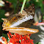 Cruiser Butterfly (female)