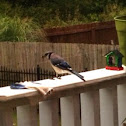Blue Jay