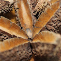 Crows Ash seed pod