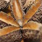 Crows Ash seed pod
