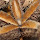 Seeds & Seed Pods of Queensland