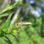 Hoverfly