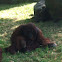 Orangutan