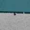 Unknown spotting