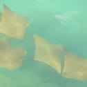 Golden Cownose Ray