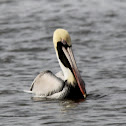 Brown Pelican