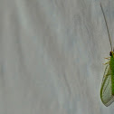 Green Lacewing