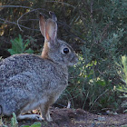 (Split Ear) Desert Cottontail