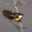 Ashy Prinia