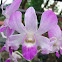 Orchid