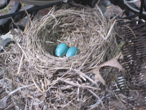 Spotting Image 1