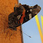 Red Admiral