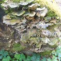 Turkey tail fungus