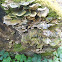 Turkey tail fungus