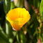California Poppy