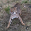 Bobcat