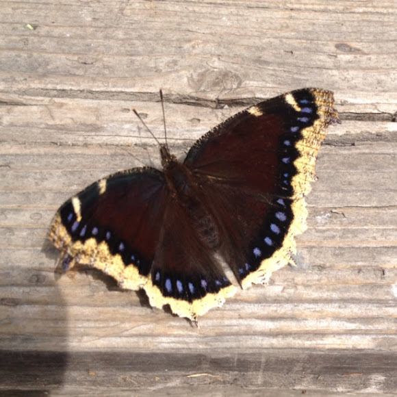 Spotting Image 1