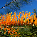 Golden Parrot Tree ( Honey Wattle )
