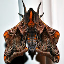 Small-Eyed Sphinx Moth
