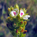 Hairy Bush-clover