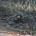 Rufous Fantail
