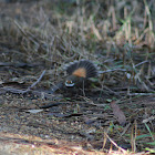 Rufous Fantail