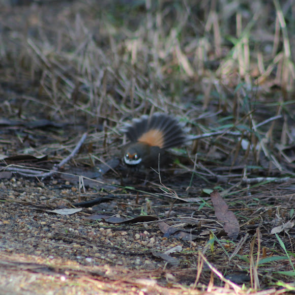Spotting Image 1
