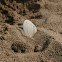 Shell in sand