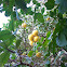 Ruby Red Grapefruit