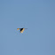 Malabar pied hornbill