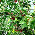 Wild cherry. Cerezo silvestre