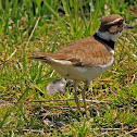 Killdeer adult playing wounded