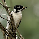 Downy Woodpecker