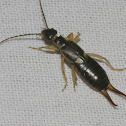 European Earwig