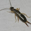 European Earwig