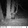 Wildlife Feeders of NC, SC, WV, KY, VA, DC & NJ