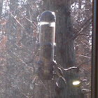 Tufted titmouse