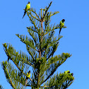 Nanday Conures