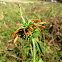 Lion's Tail