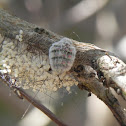 Vapourer Moth