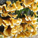 Crowded Parchment