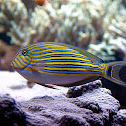 Clown Surgeonfish Tang