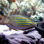Clown Surgeonfish Tang