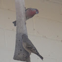 House finch