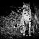 Cheetah