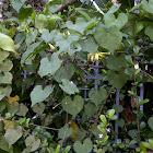 ivy gourd
